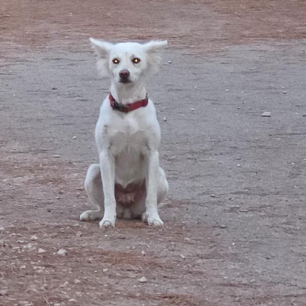 Pepper, una dolcissima pelosetta Foto 3